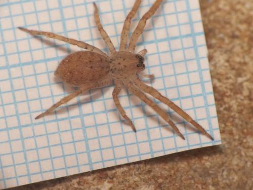 Zoropsis sp.